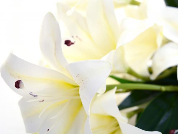 Цветок искусственный "Лилия" 56 см