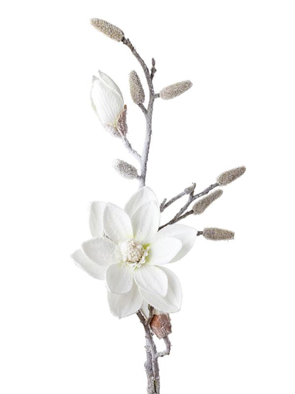 Магнолия заснеженная, 86 см, белый